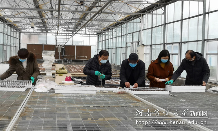 烟草学院教师在许昌校区开展播种工作 烟草学院教师在许昌校区开展播种工作